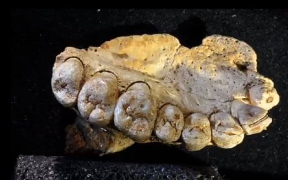 Human Fossils Discovered In Israel Rewrite Humans Migration History