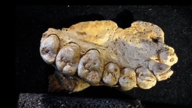 Human Fossils Discovered In Israel Rewrite Humans Migration History