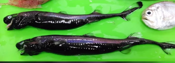 Rare Alien-Looking Viper Sharks Caught In Taiwan