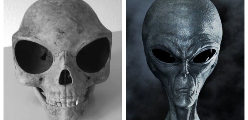 Sealand Skull: Does This Skull Belong To An Ancient Alien?