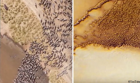 Shocking: Huge Alien Herd Of Animals In NASA Photos Of Mars
